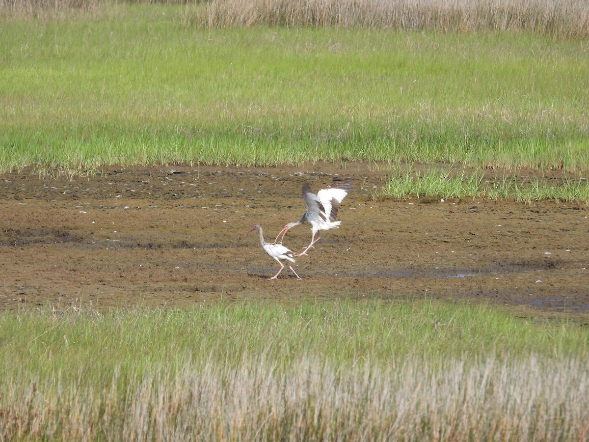 ibis bílý - ML638300036