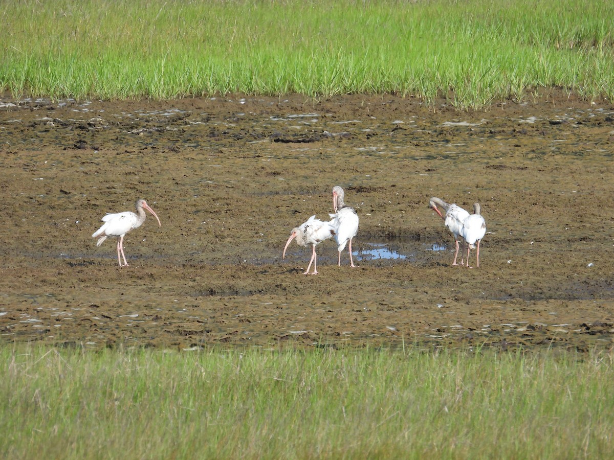 ibis bílý - ML638300038