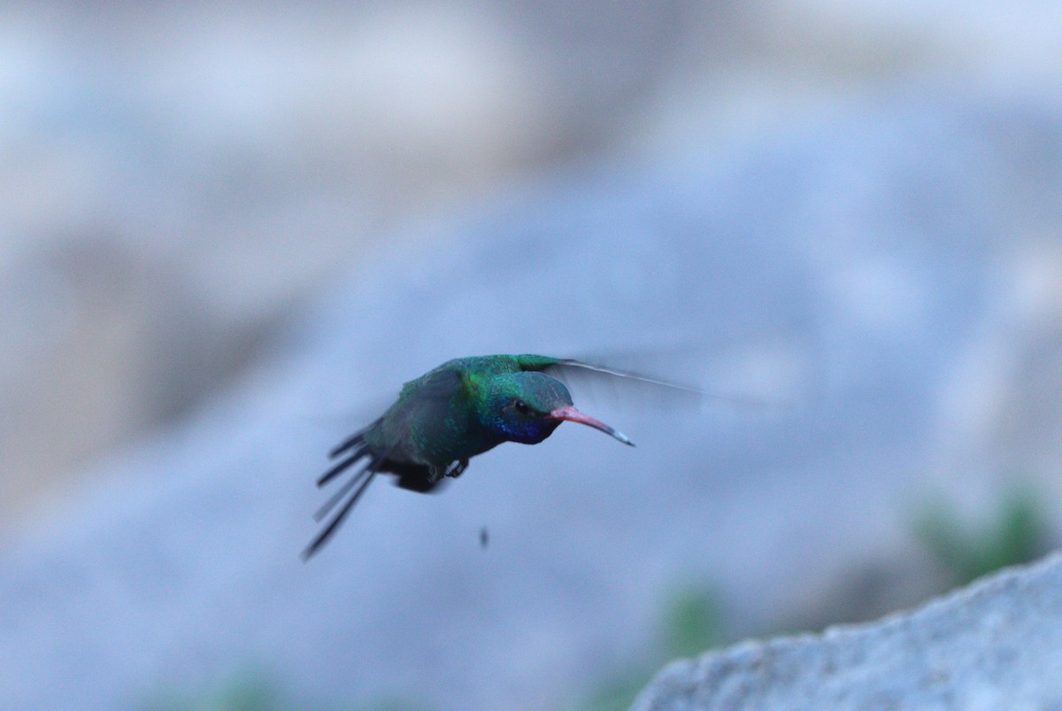 Broad-billed Hummingbird - ML638300045