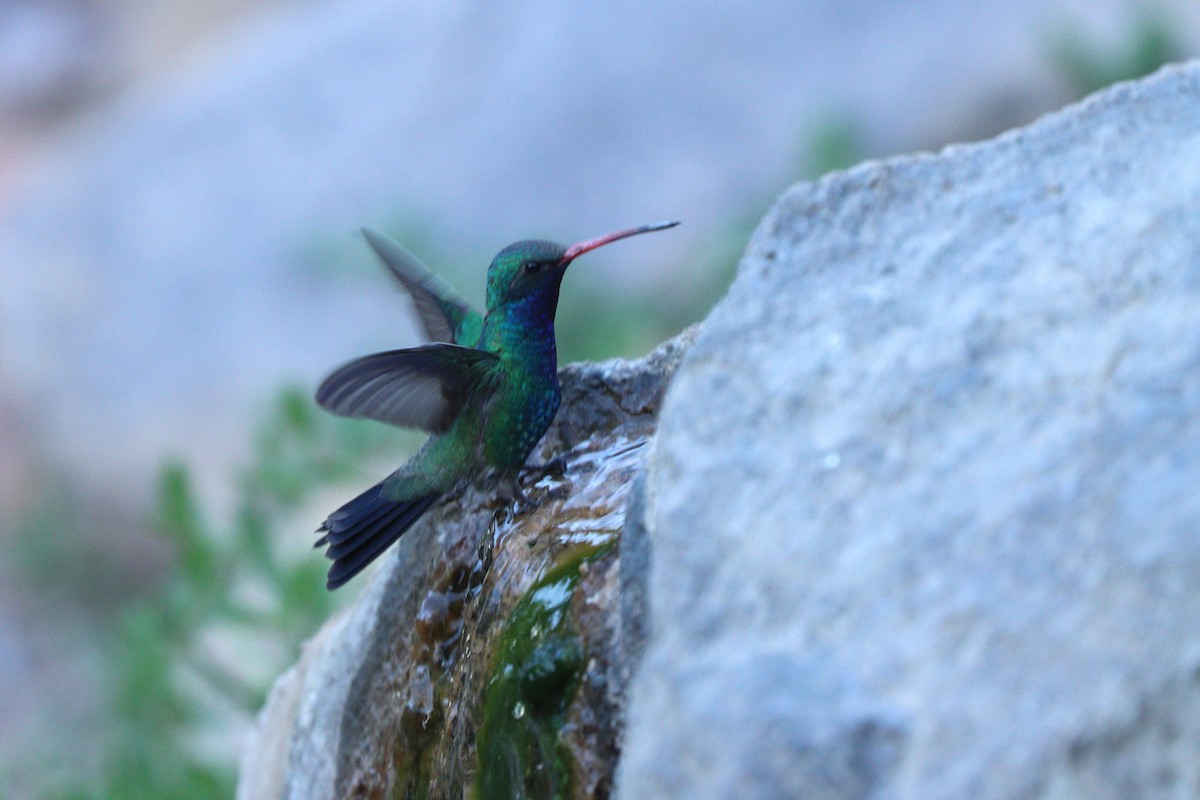 Broad-billed Hummingbird - ML638300046