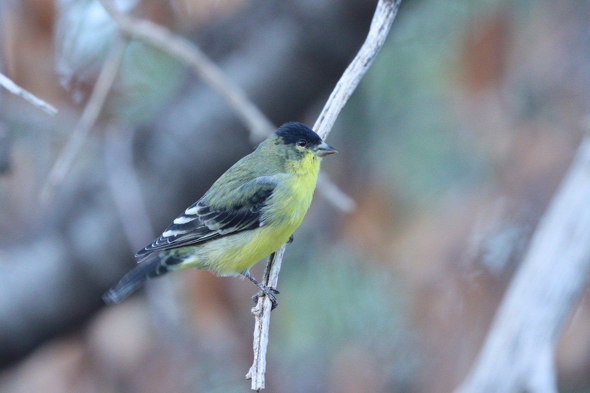 Lesser Goldfinch - ML638300049