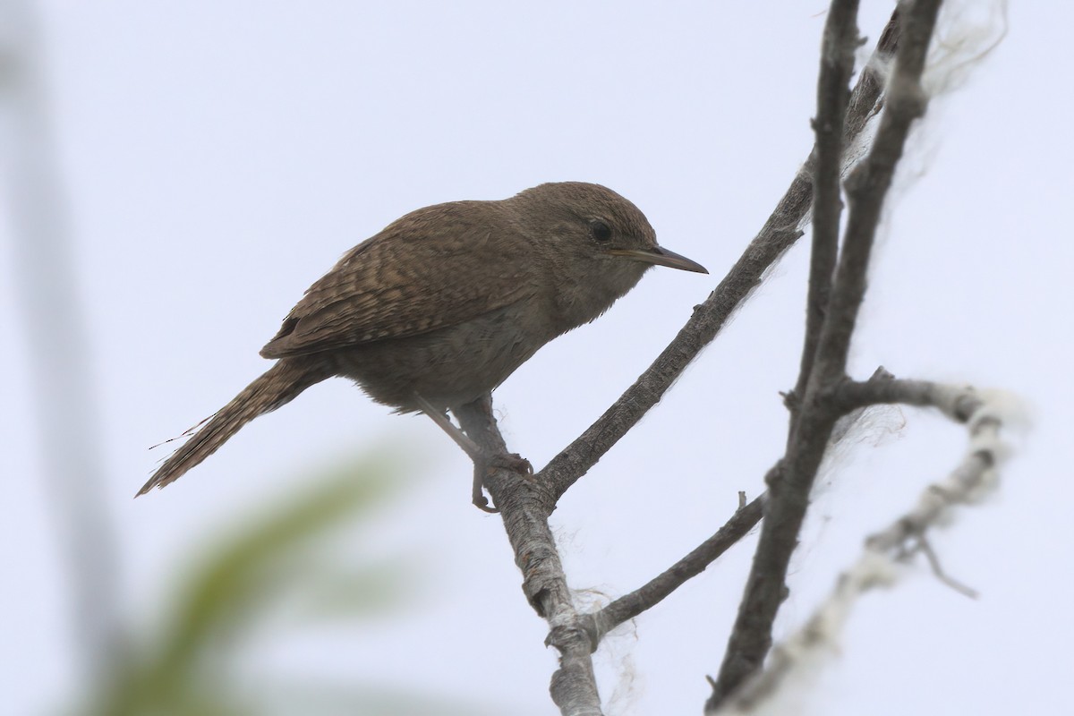 Northern House Wren - ML638300054