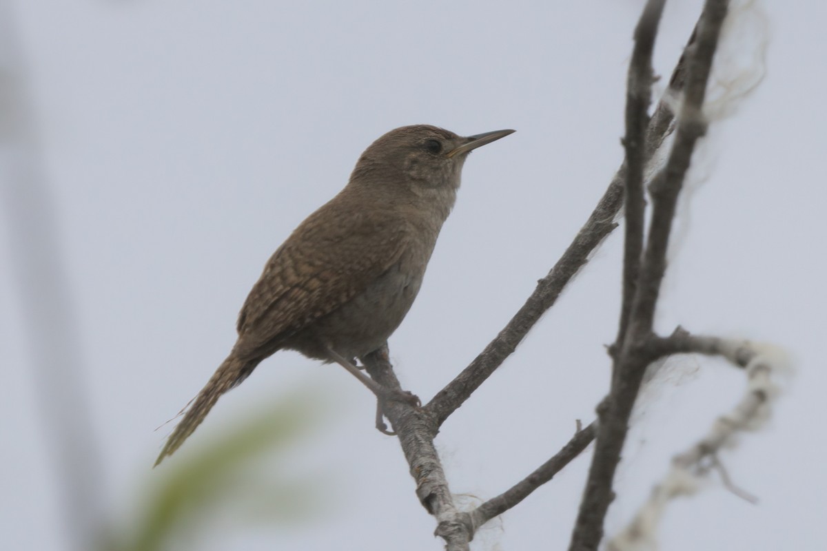 Northern House Wren - ML638300056
