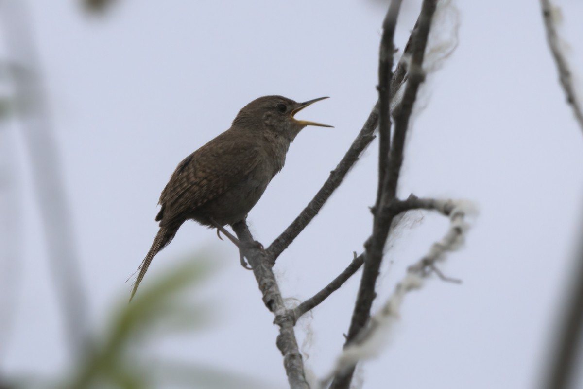 Northern House Wren - ML638300057