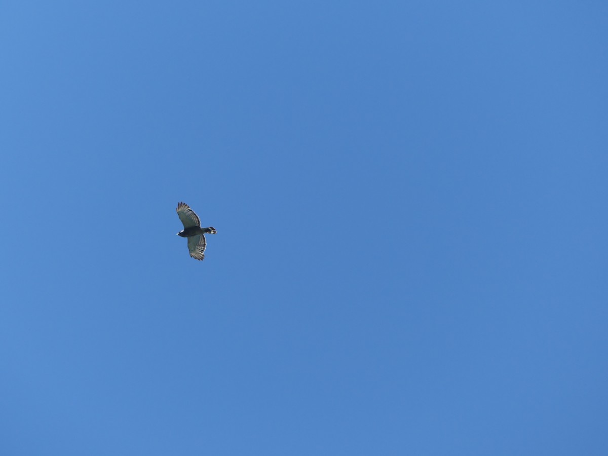 Broad-winged Hawk - ML638300066