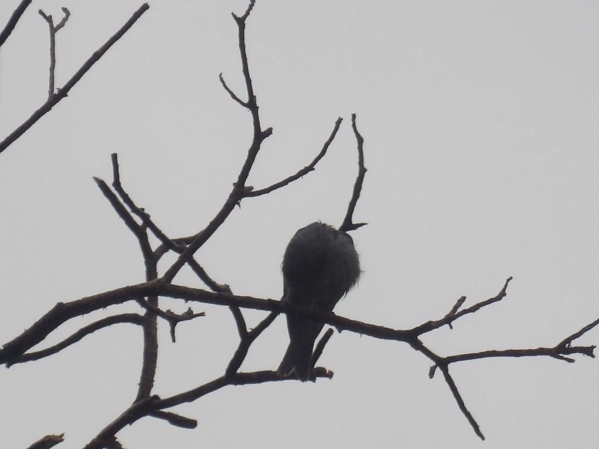 Blue-gray Tanager (Blue-gray) - ML638300068