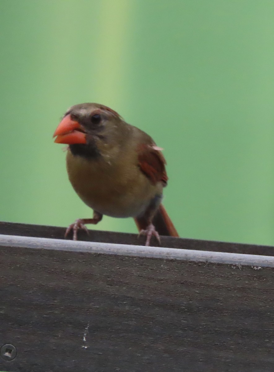 Northern Cardinal - ML638300070