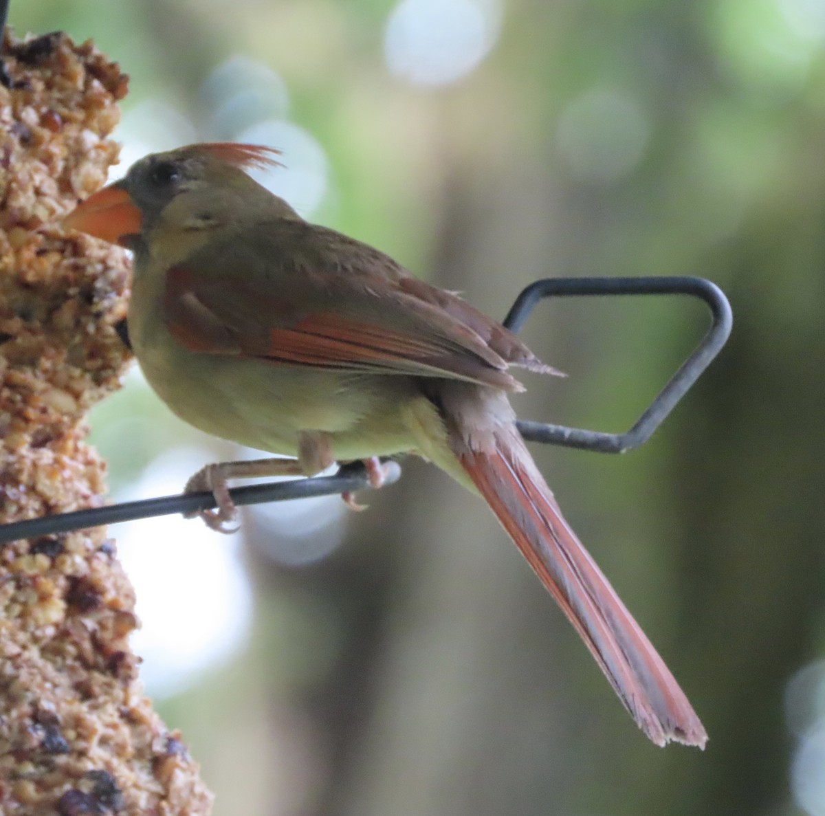 Northern Cardinal - ML638300072