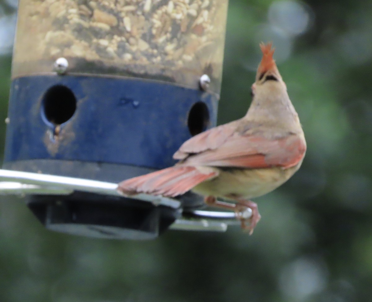 Northern Cardinal - ML638300073