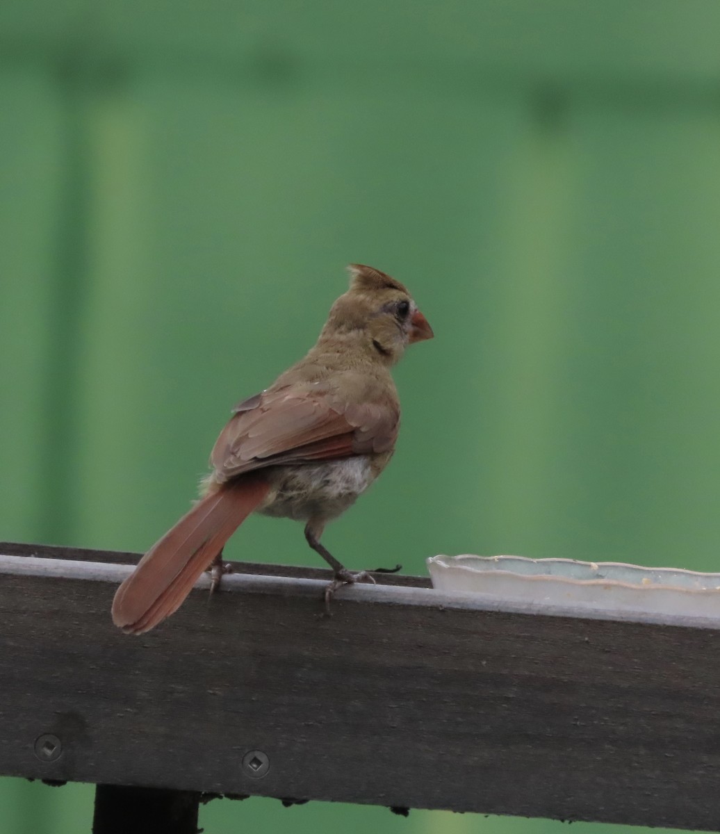 Northern Cardinal - ML638300074
