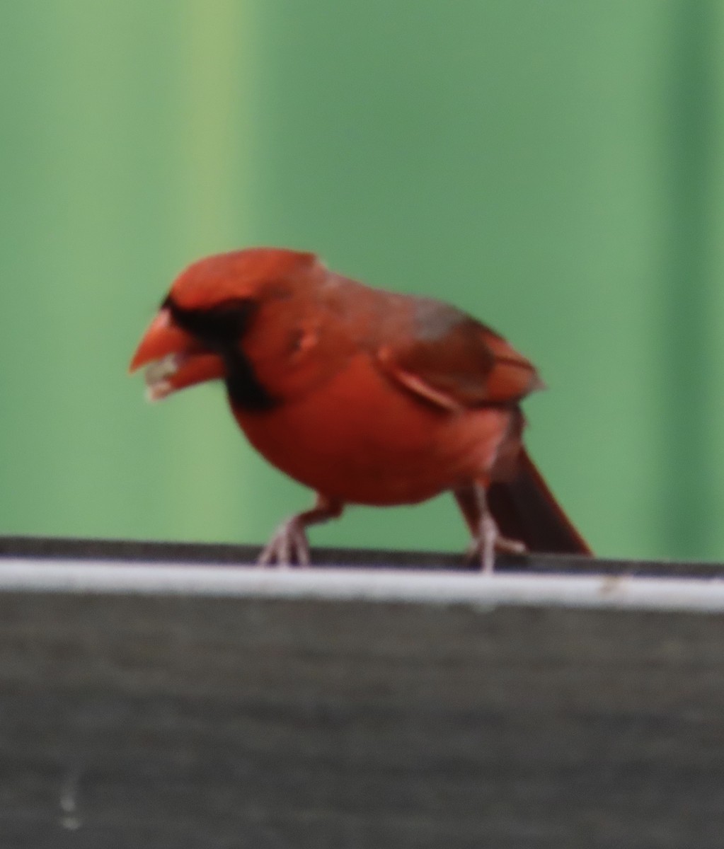 Northern Cardinal - ML638300075