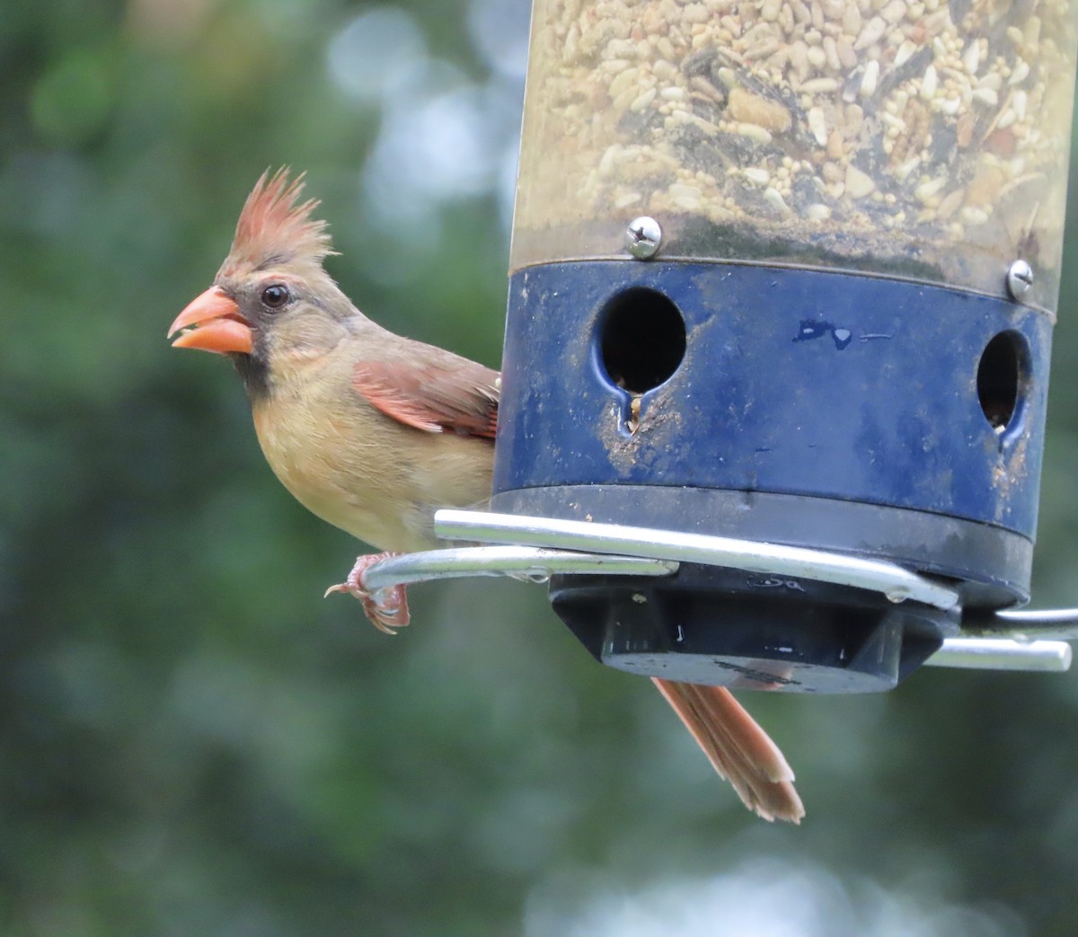 Northern Cardinal - ML638300076