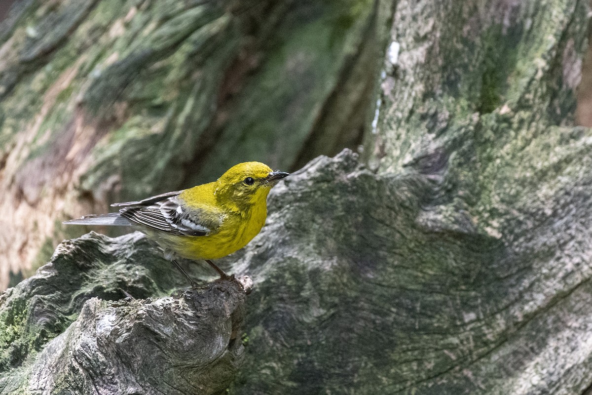 Pine Warbler - ML638300088