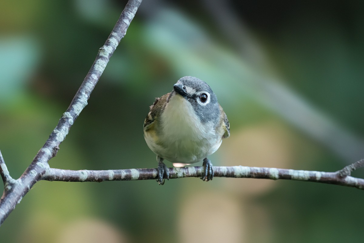 Blue-headed Vireo - ML638300090