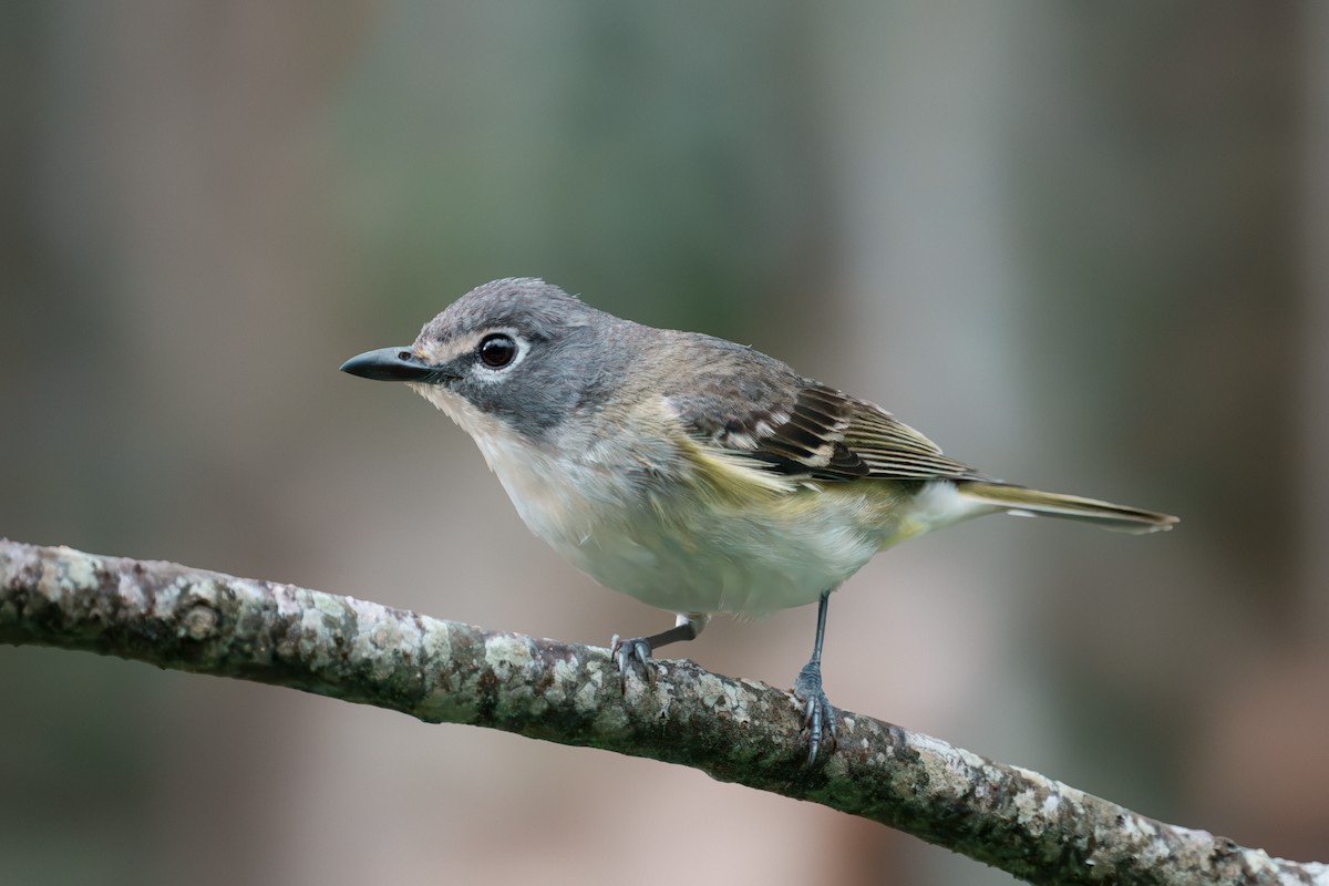 Blue-headed Vireo - ML638300091