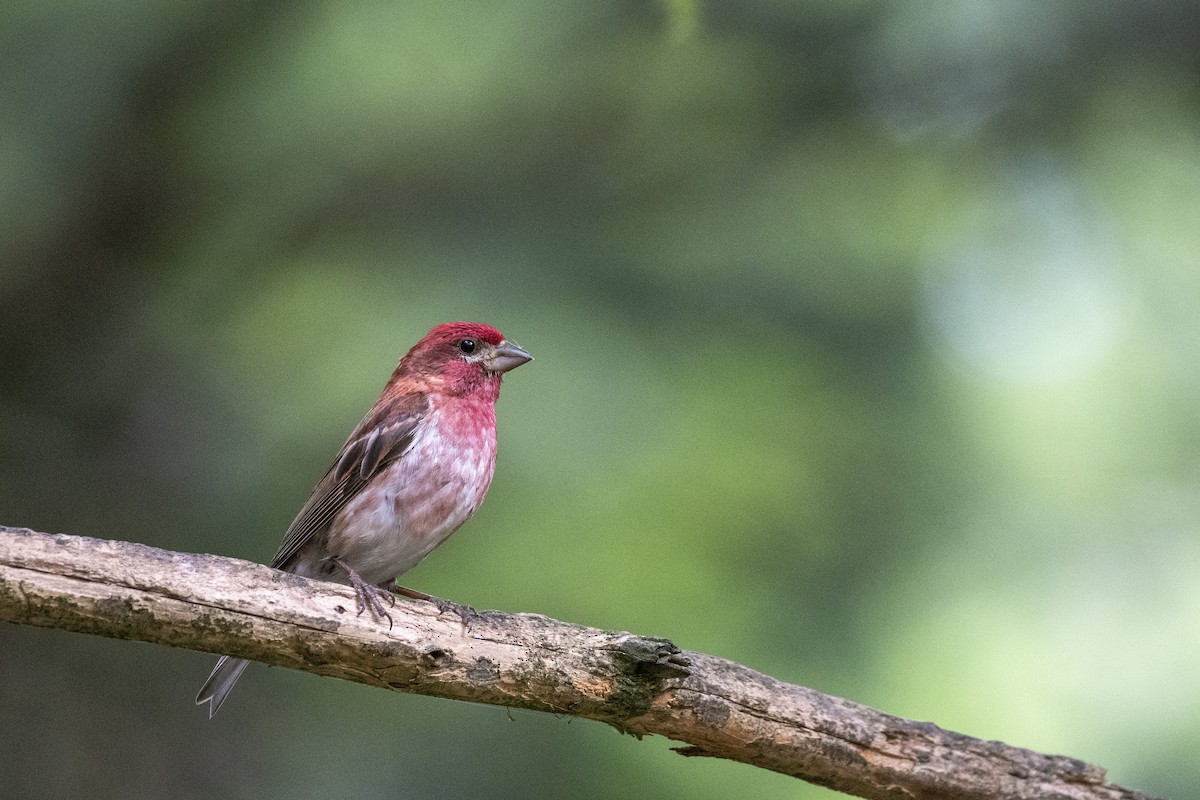 Purple Finch - ML638300093