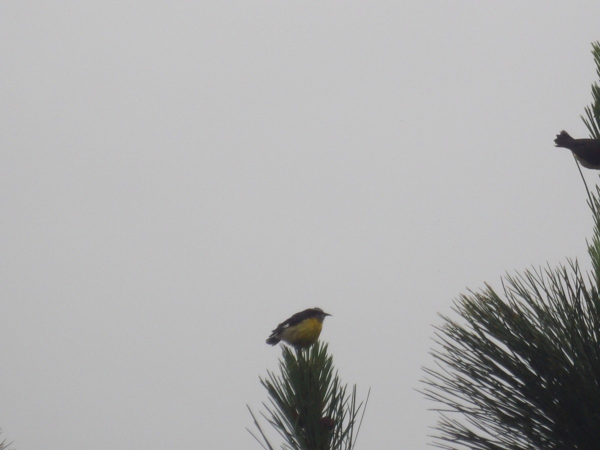 Bananaquit (Continental) - ML638300094