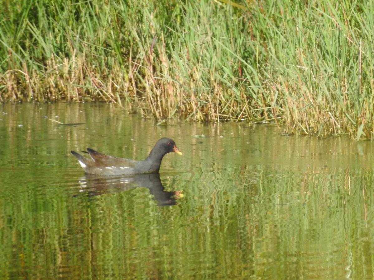 Eurasian Moorhen - ML638300097