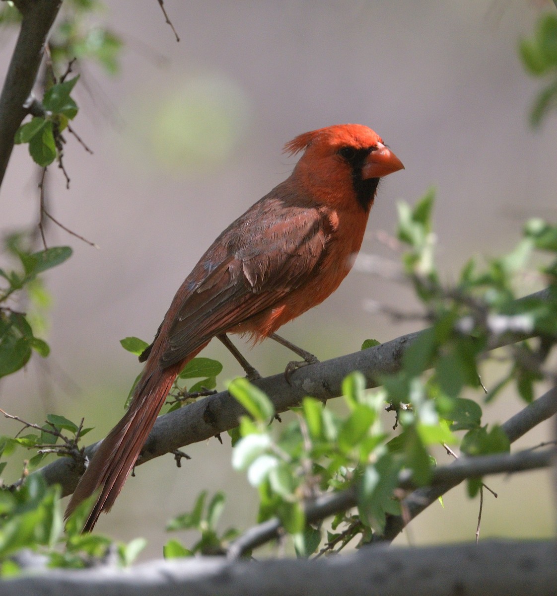 Northern Cardinal - ML638300108