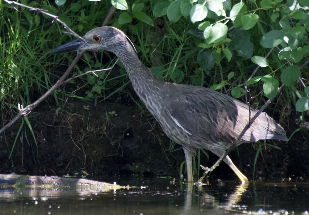 Yellow-crowned Night Heron - ML638300112