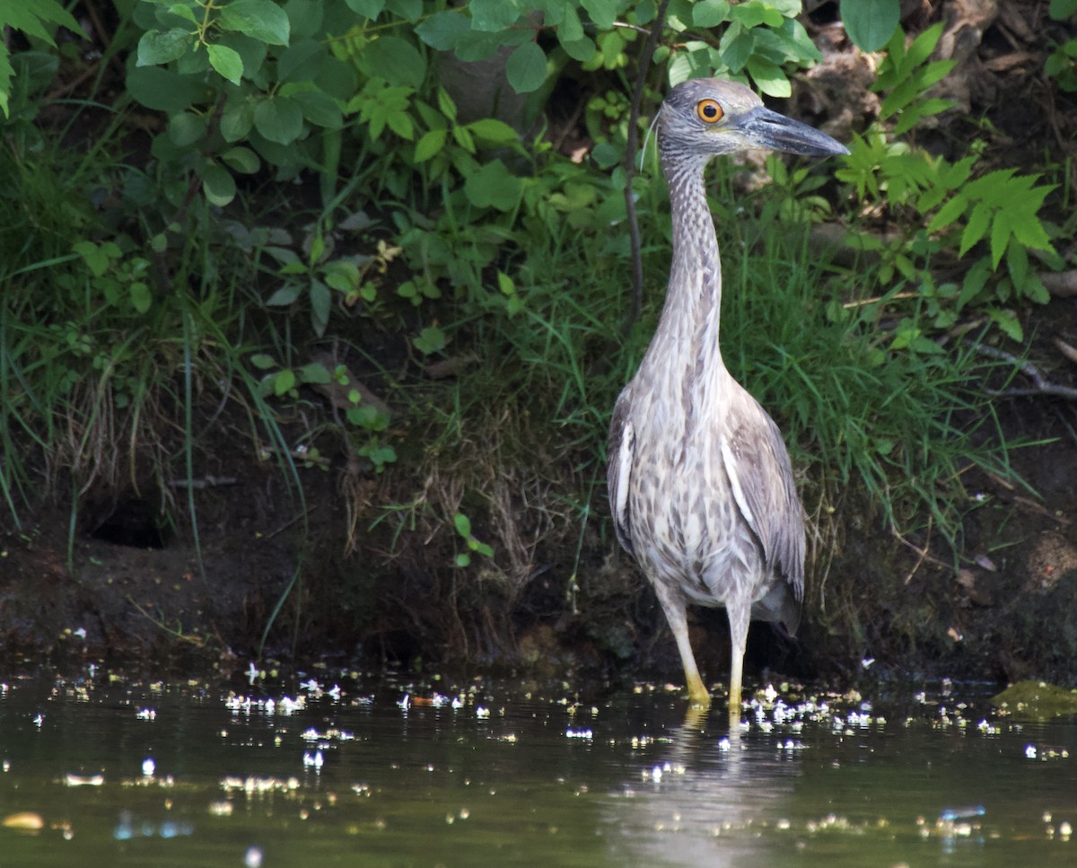 Yellow-crowned Night Heron - ML638300114