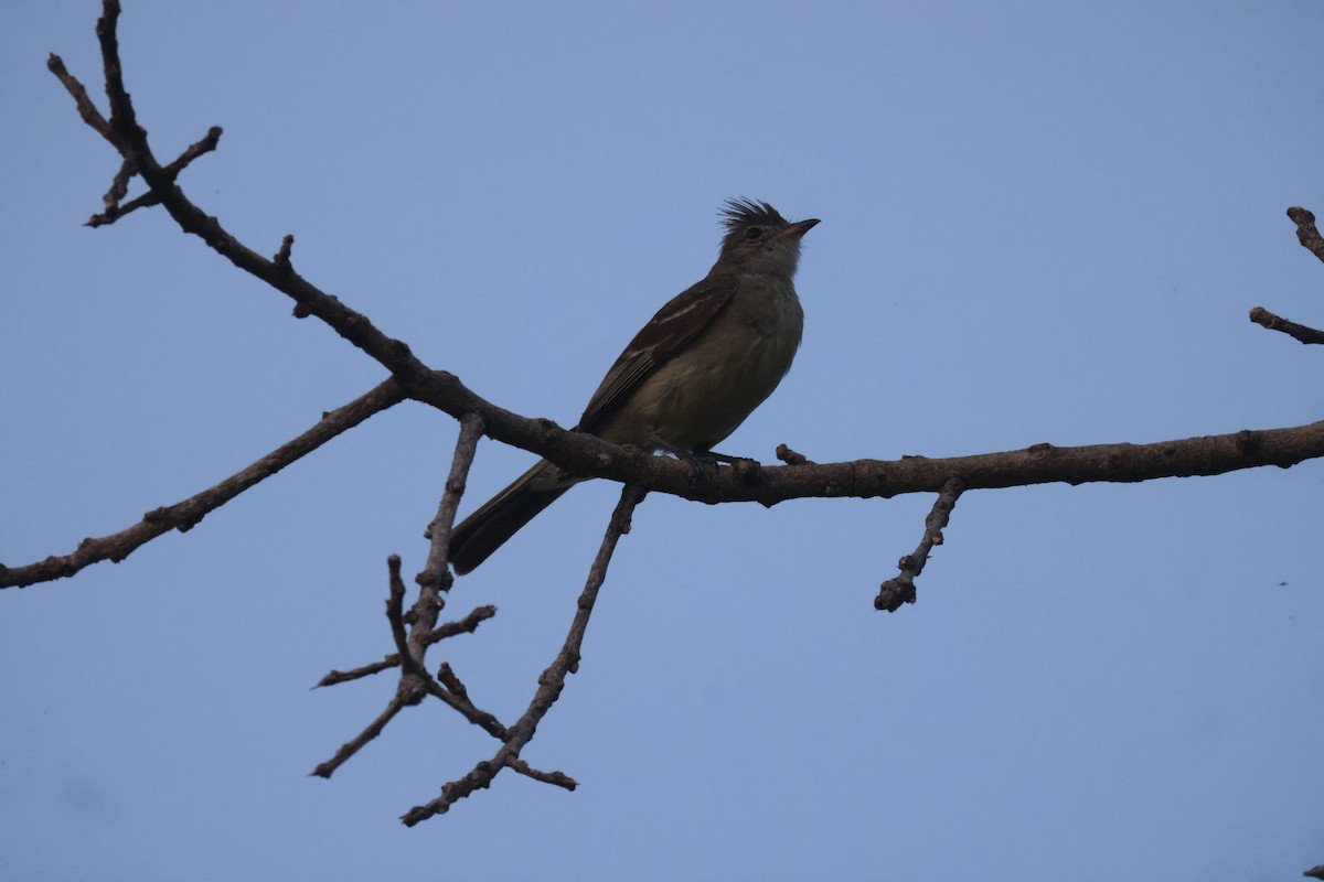 Yellow-bellied Elaenia - ML638300118