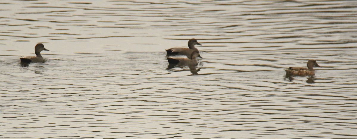 Gadwall - ML638300119