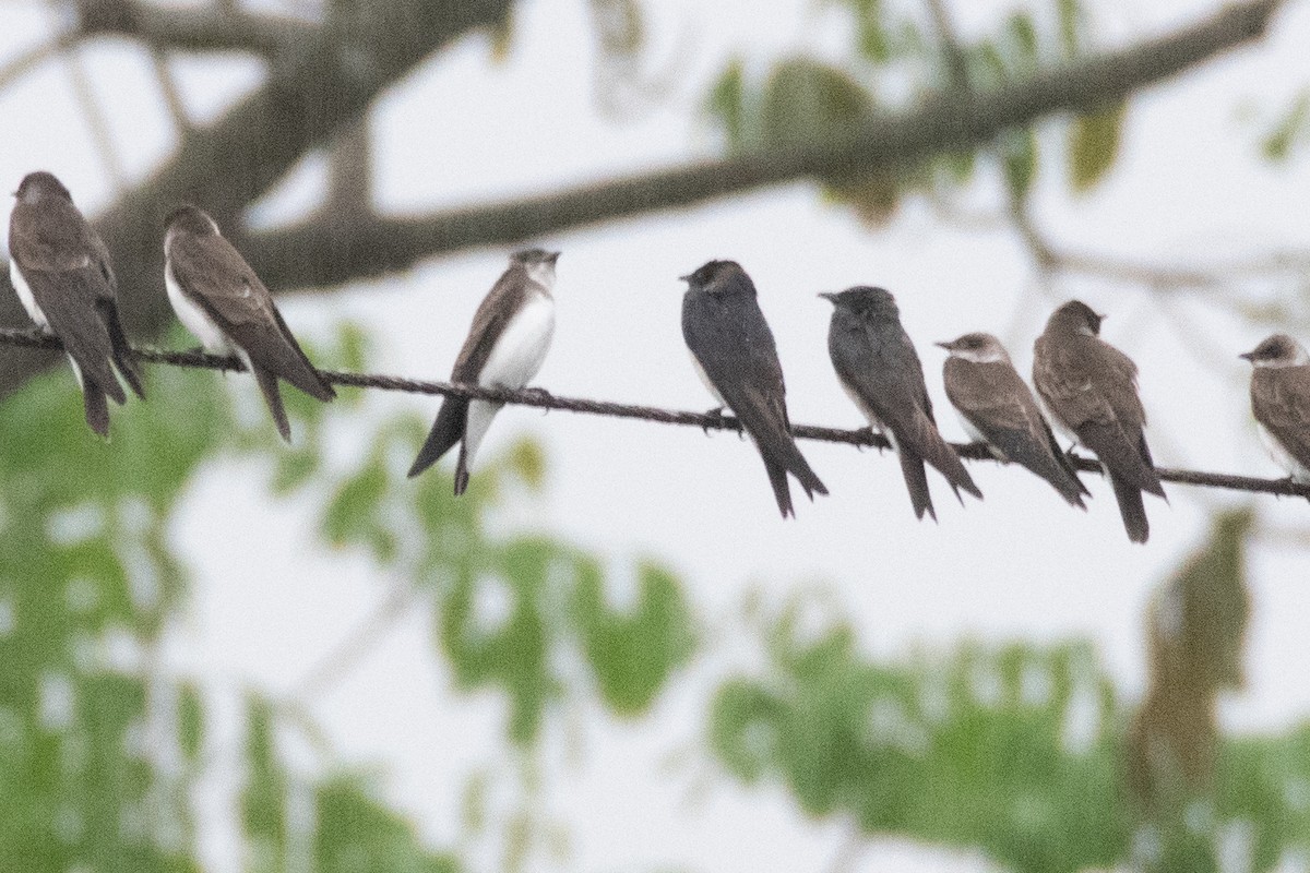 Gray-breasted Martin - ML638300120