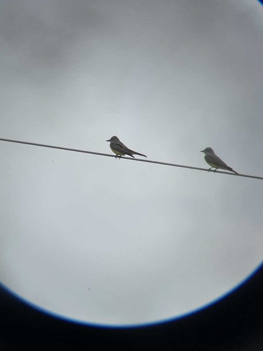 Tropical Kingbird - ML638300122