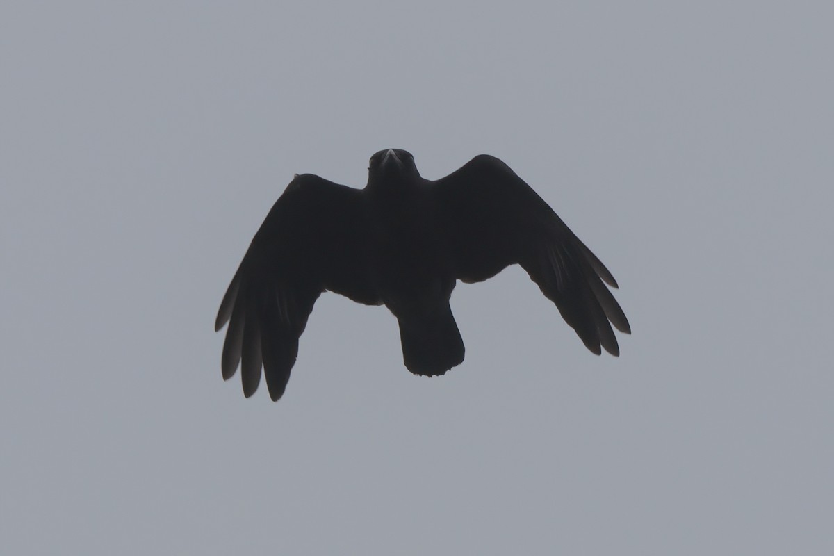 American Crow - ML638300128
