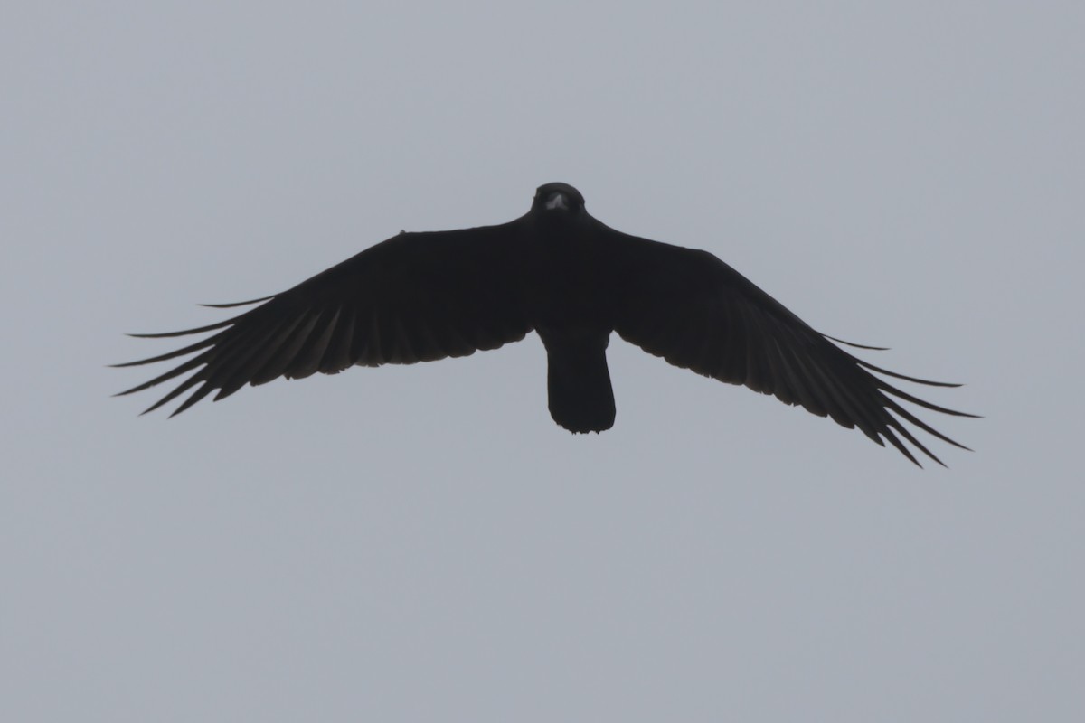 American Crow - ML638300130