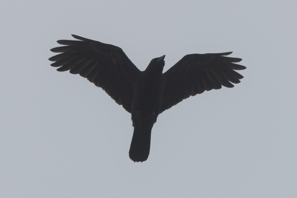 American Crow - ML638300131