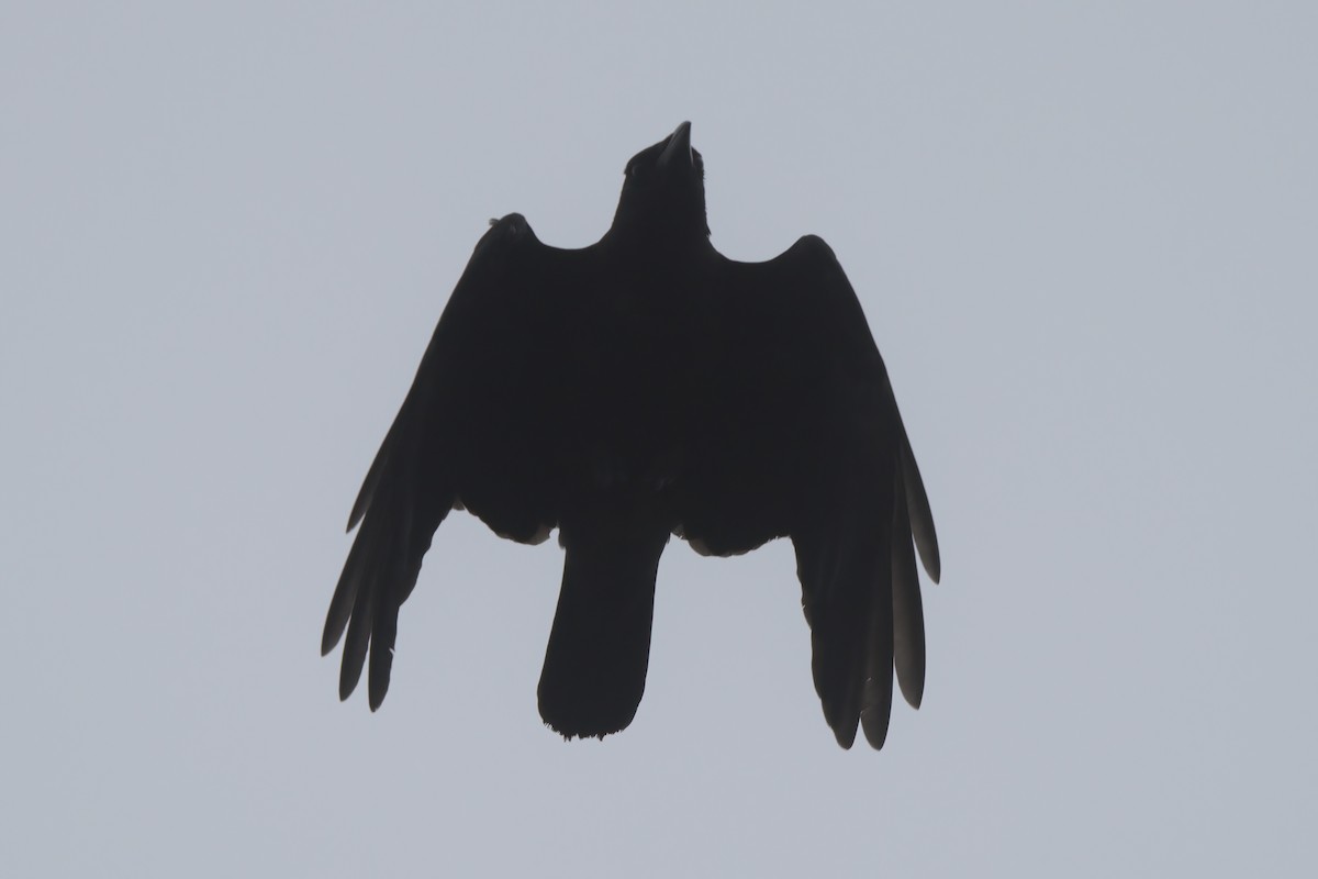 American Crow - ML638300132