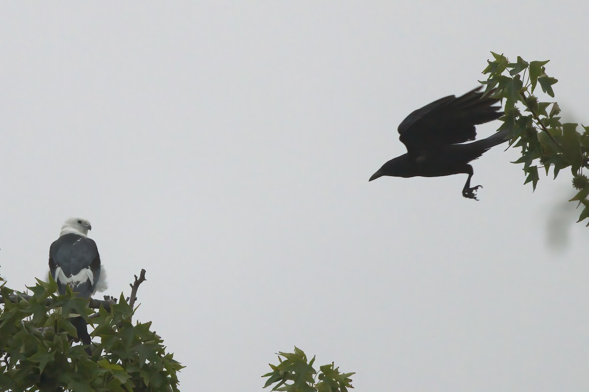 American Crow - ML638300133