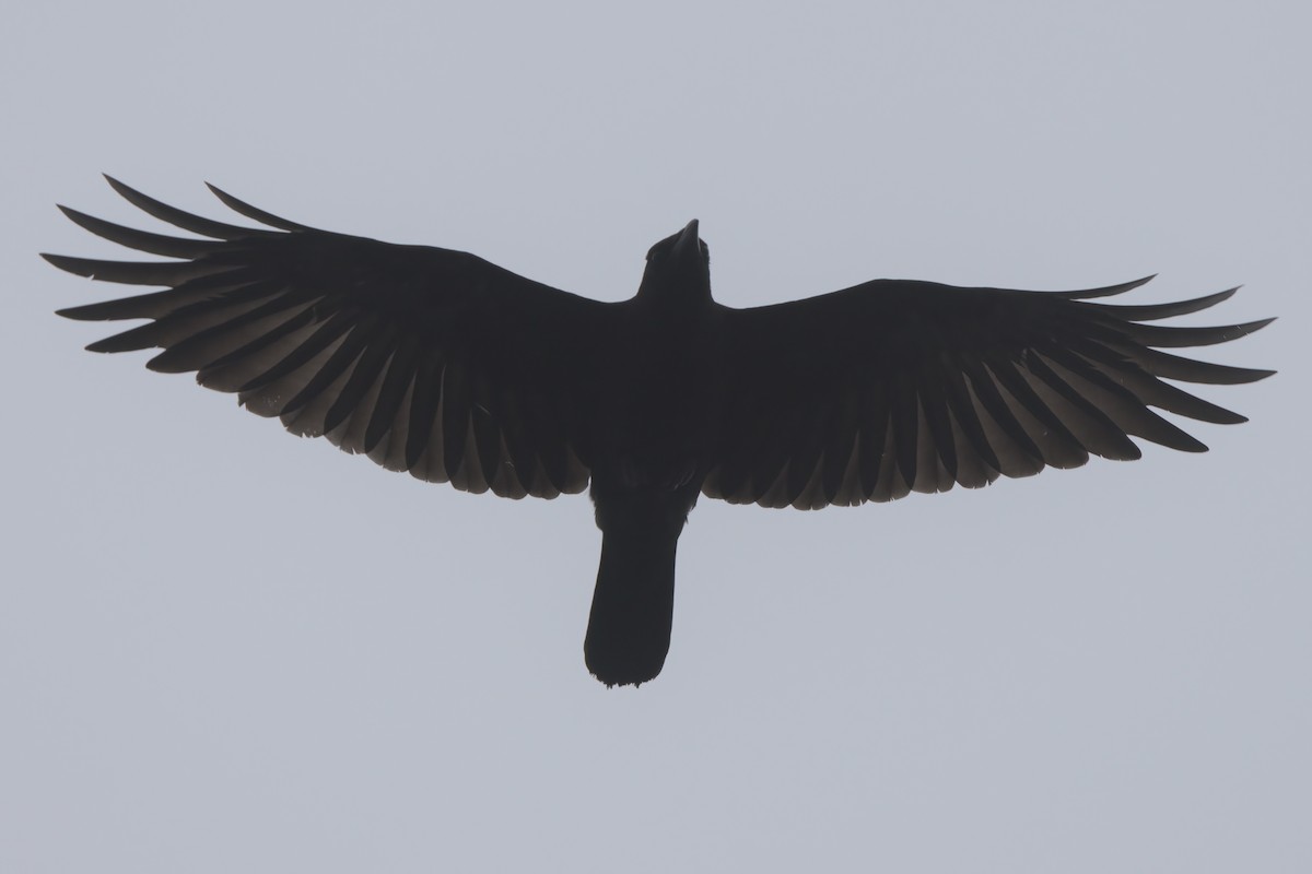 American Crow - ML638300134