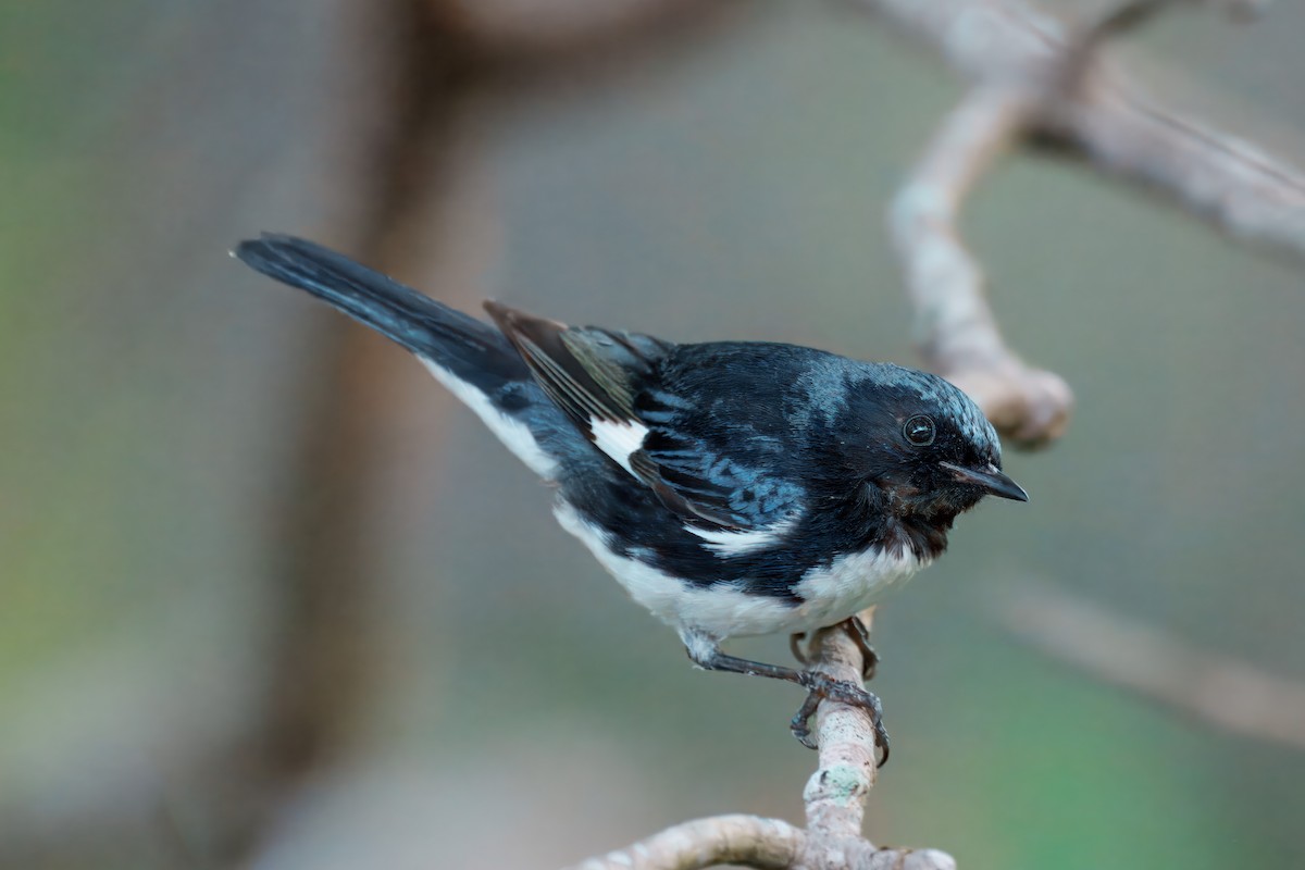 Black-throated Blue Warbler - ML638300135