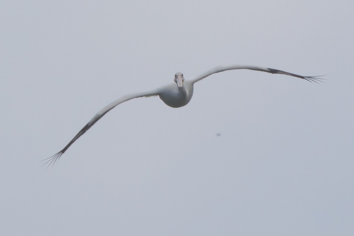 American White Pelican - ML638300137