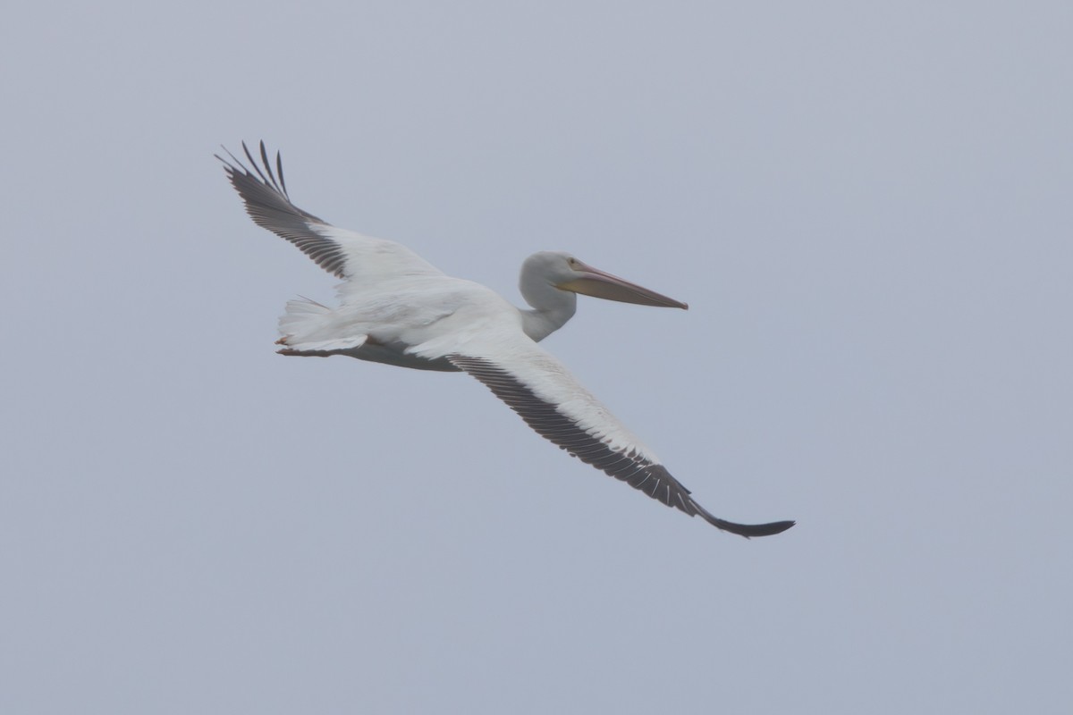 American White Pelican - ML638300138