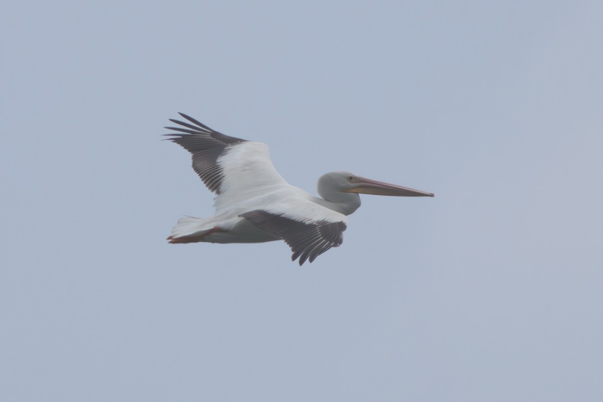 American White Pelican - ML638300140