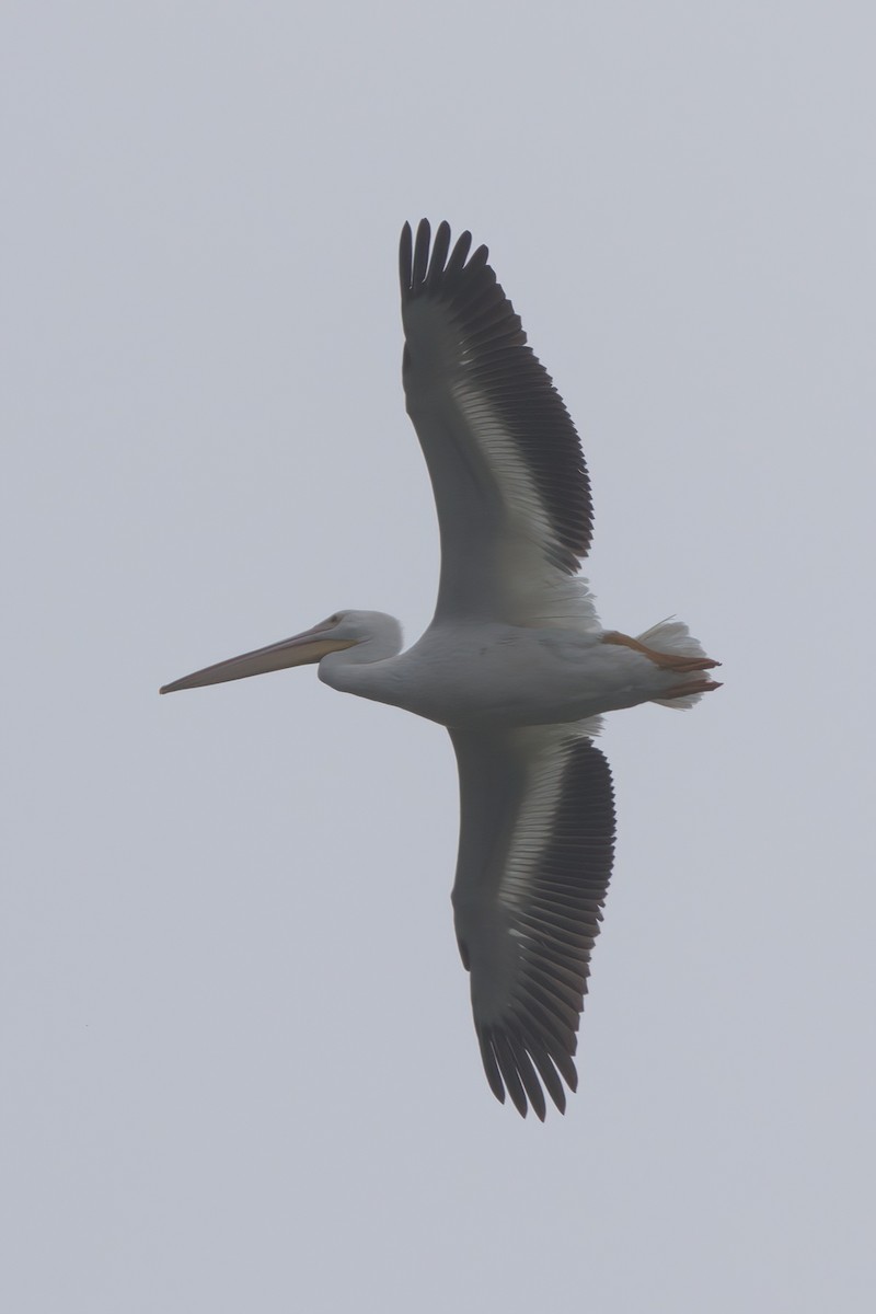 American White Pelican - ML638300141