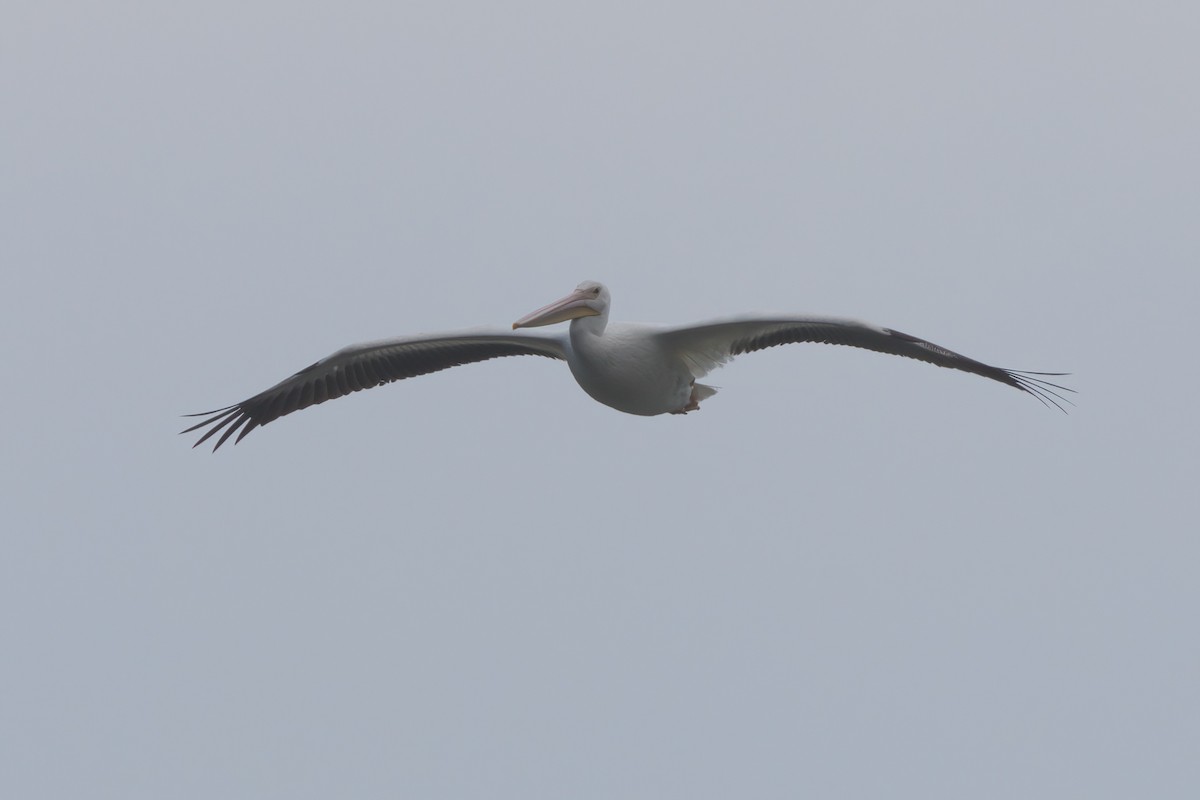 American White Pelican - ML638300142