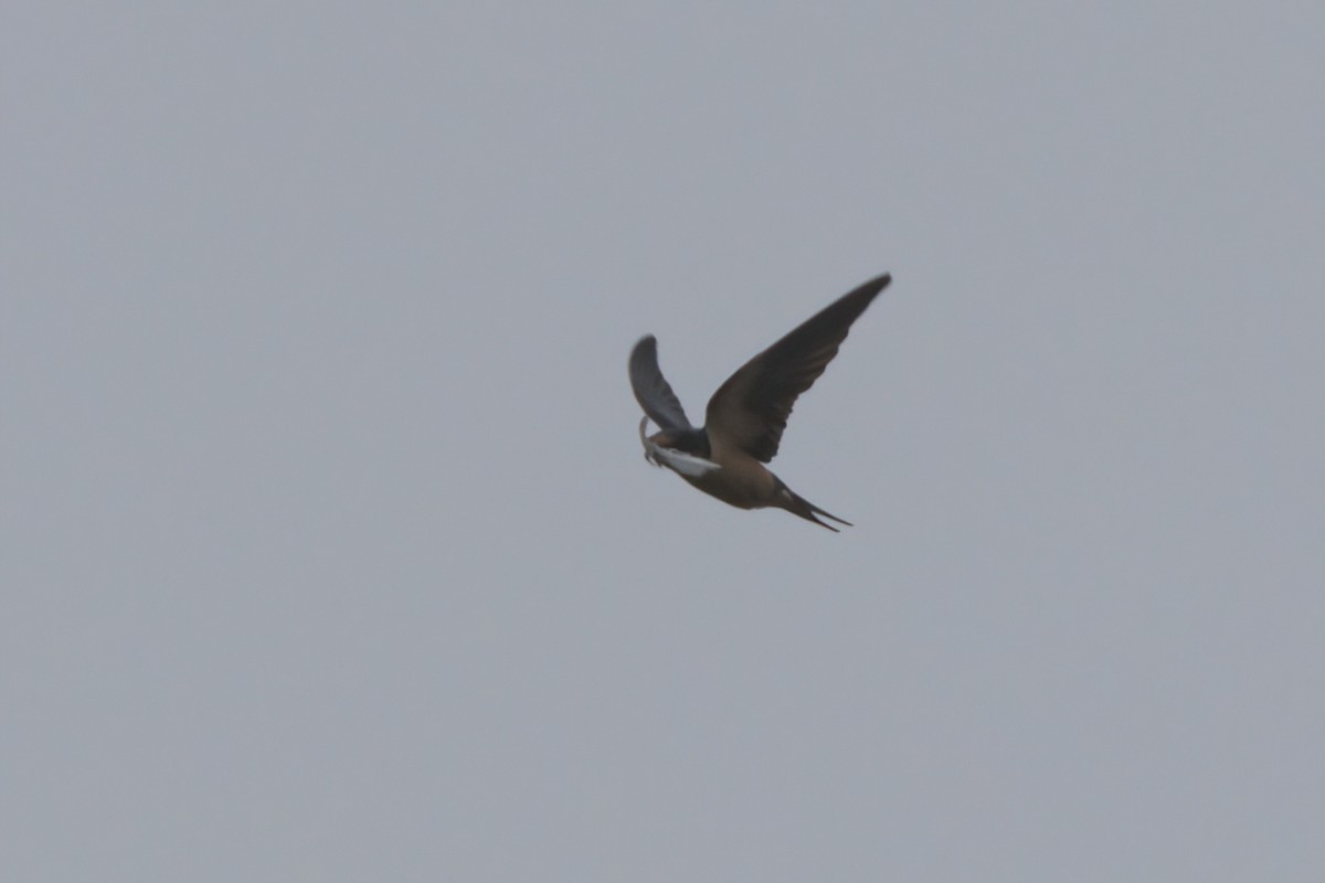 Barn Swallow - ML638300145