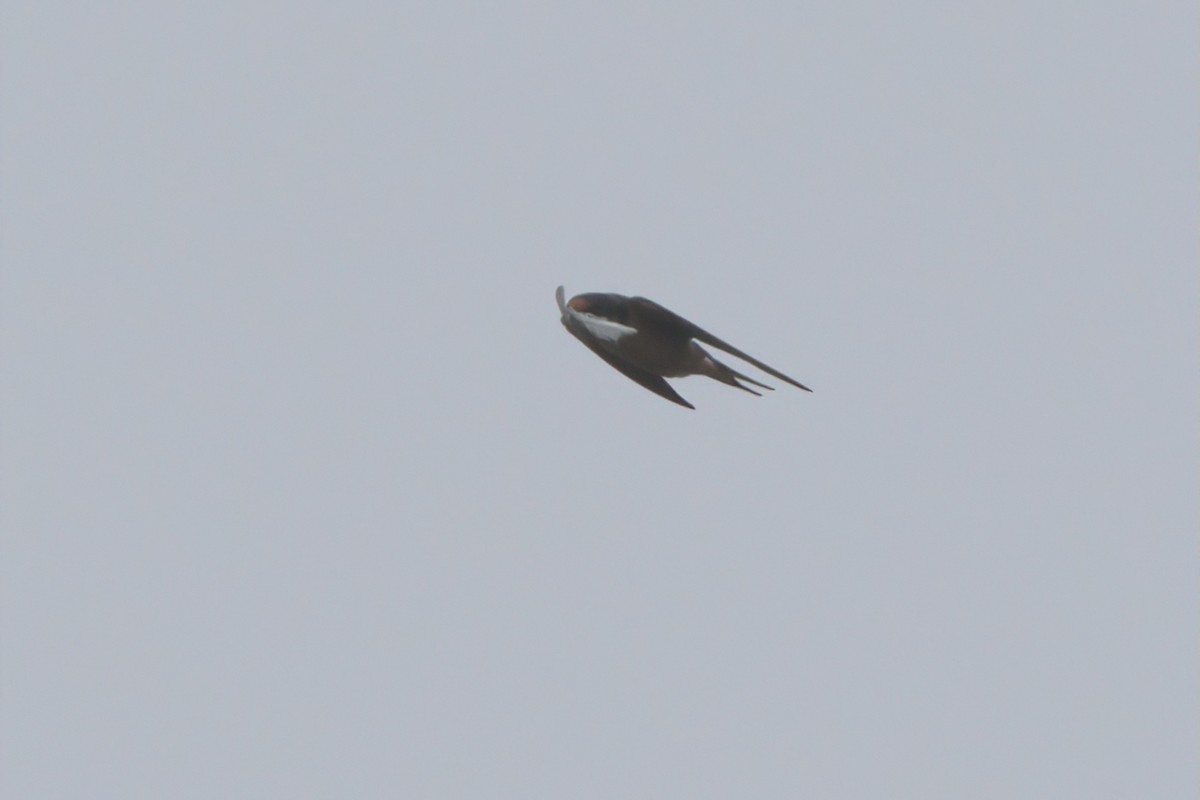 Barn Swallow - ML638300146