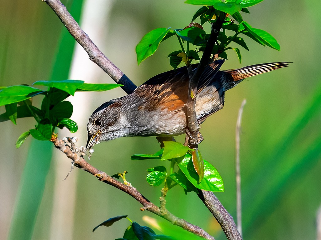 Swamp Sparrow - ML638300149
