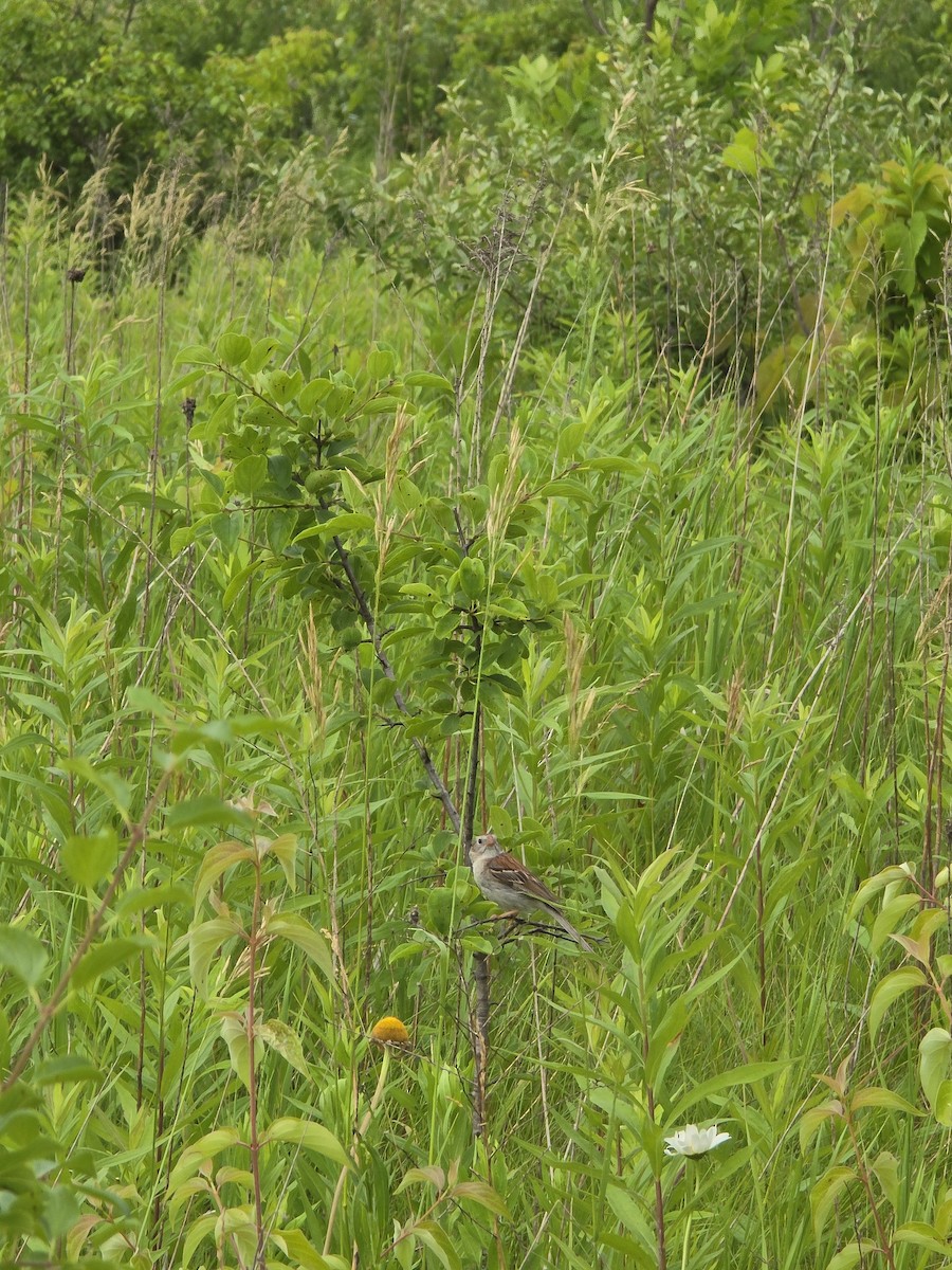 Field Sparrow - ML638300164