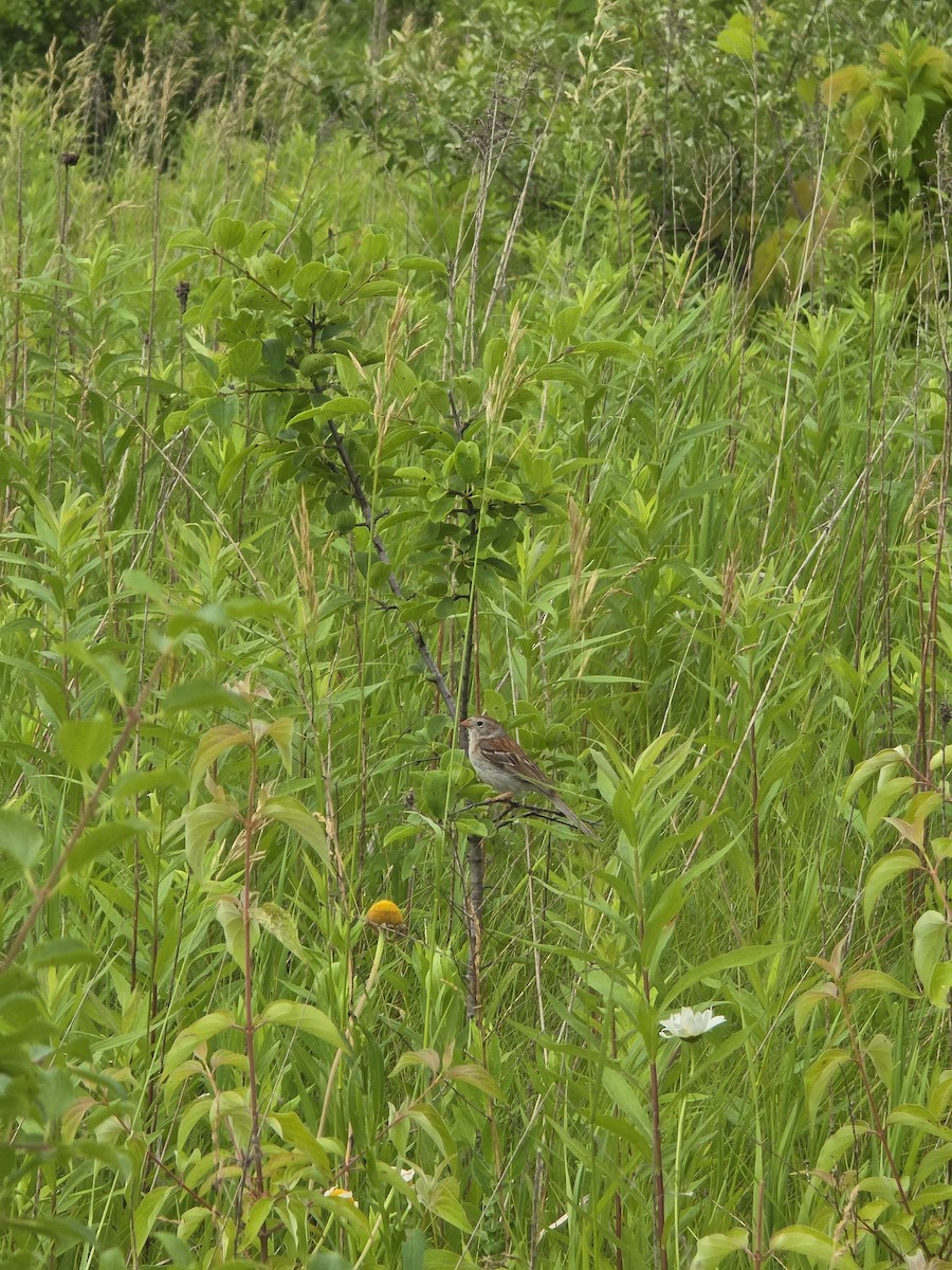 Field Sparrow - ML638300166