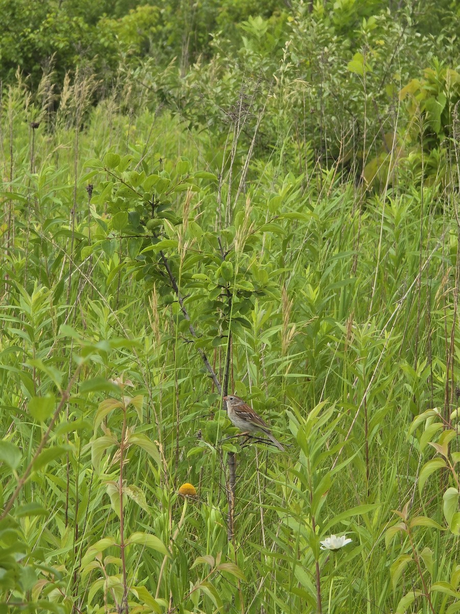Field Sparrow - ML638300168
