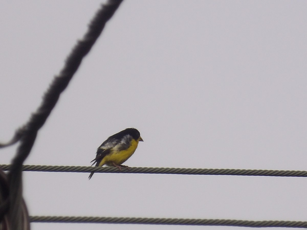 Lesser Goldfinch - ML638300178