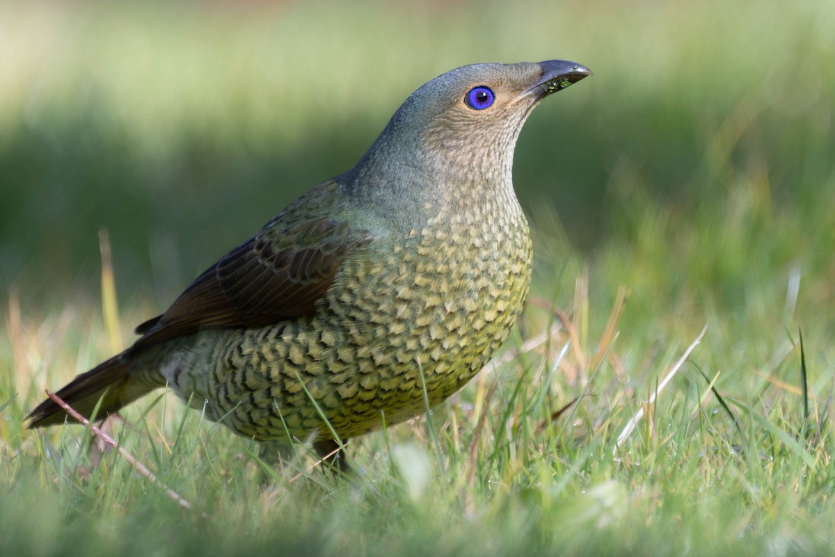 Satin Bowerbird - ML638300180