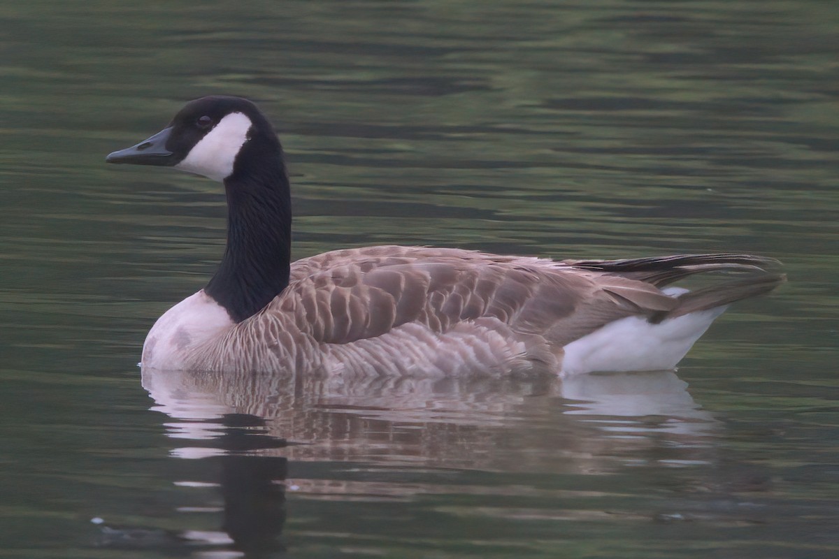 Canada Goose - ML638300184